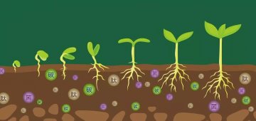 有機肥和化肥的區(qū)分在哪里？
