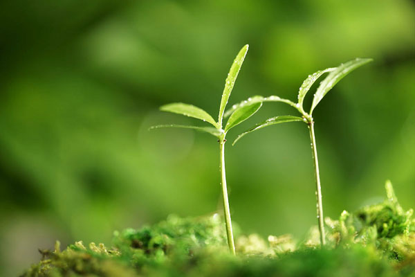 生物有機(jī)肥市場迫切需要規(guī)范化