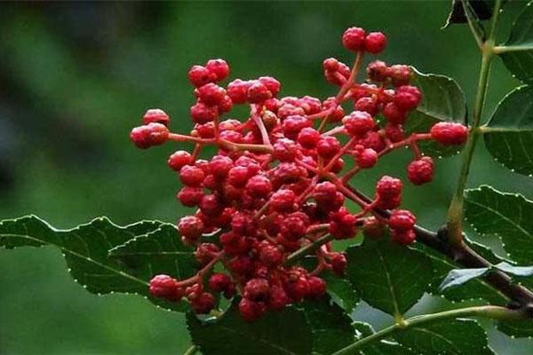 花椒樹施什么肥好?花椒樹種植嫁接技術(shù)