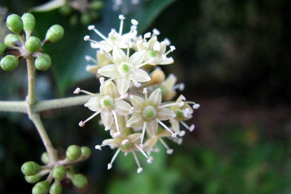 花椒樹施什么肥好?花椒樹種植嫁接技術(shù)