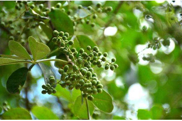 花椒樹施什么肥好?花椒樹種植嫁接技術(shù)