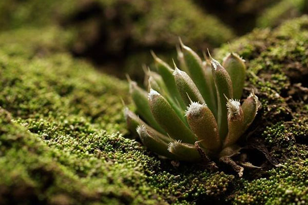 多肉植物施什么肥好，種植過程中需要注意哪些？