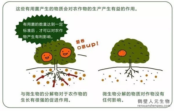 都說微生物菌劑產品貴，你卻不知道土壤微生物到底有多重要！