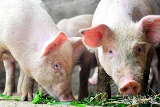 飼料添加劑辨別有妙招