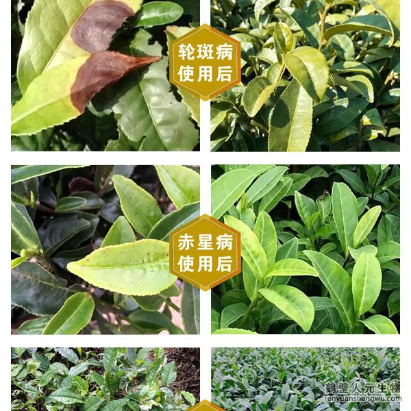 多氨豆粕菌肥系列茶葉專用肥使用效果圖1